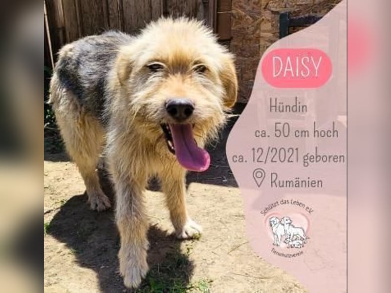 DAISY sucht liebevolles Zuhause