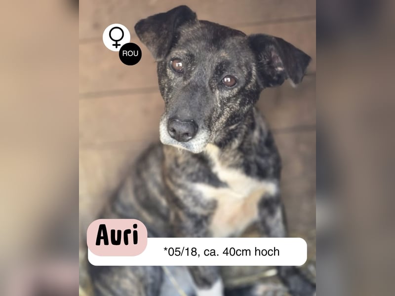 Seniorin Auri