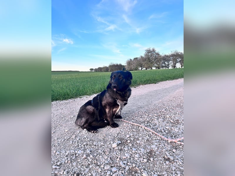 Sunny auf Pflegestelle