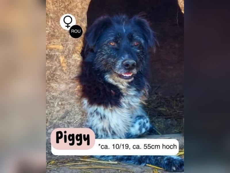 PIGGY sucht Dich