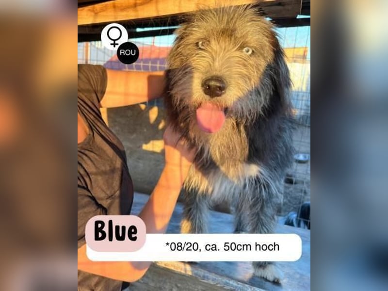 BLUE - Ozeanblaue Augen suchen DICH