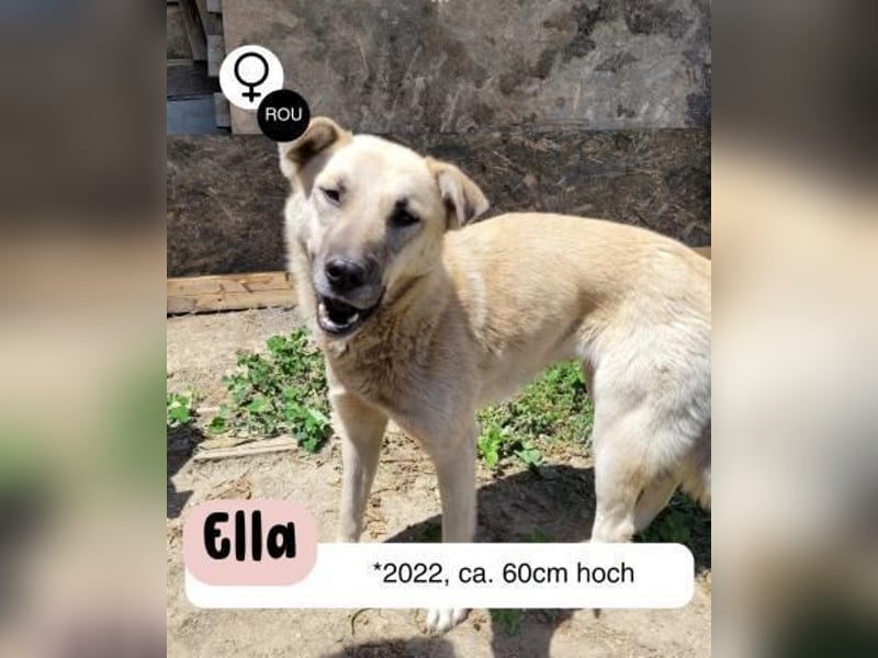 Ella eine sanfte Begleiterin