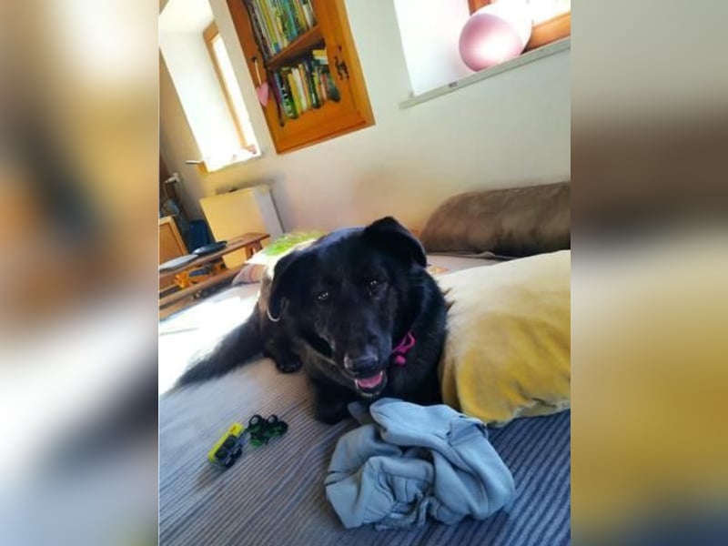 Sunny auf Pflegestelle