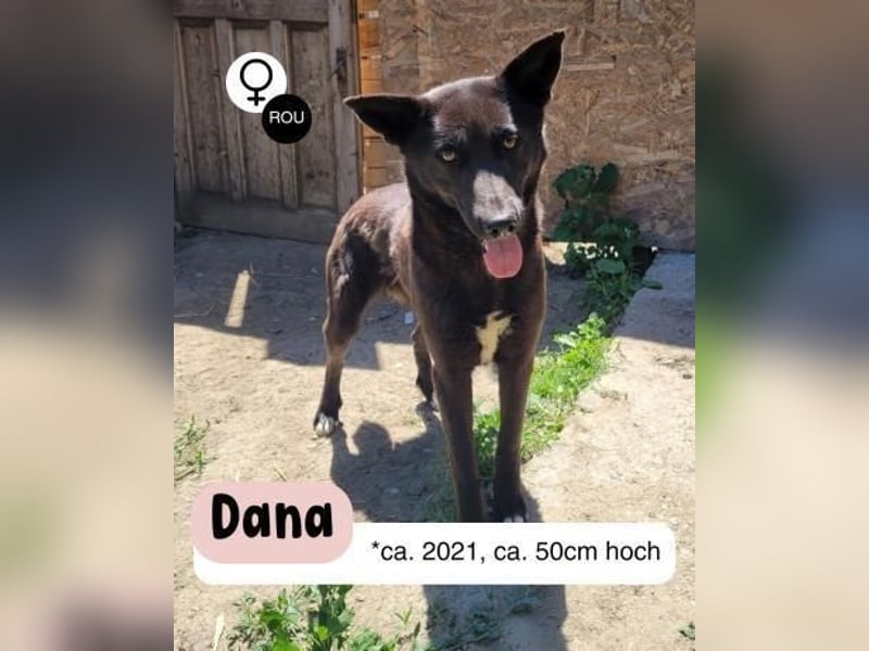 Schüchterne Dana