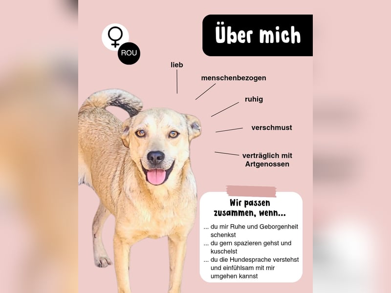 Anfängerhündin ENYA sucht ihr zu Hause