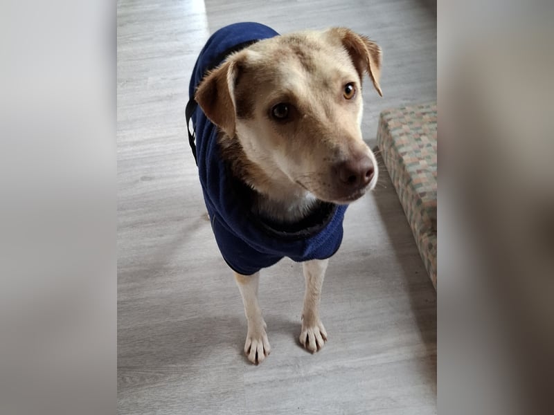 Herzenshündin Wilma auf Pflegestelle