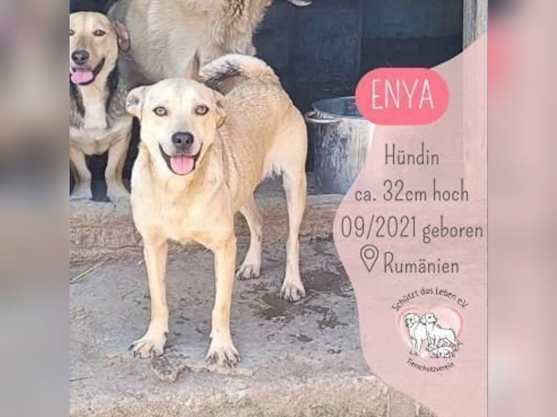 Kleine ENYA, großes Herz
