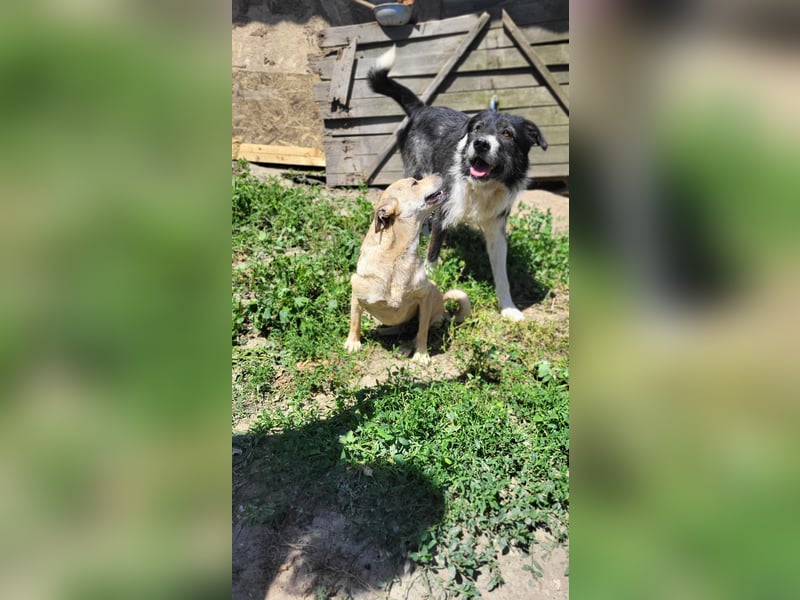 Anfängerhündin ENYA sucht ihr zu Hause