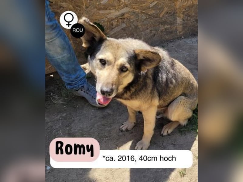 Herzliche Romy möchte endlich ankommen
