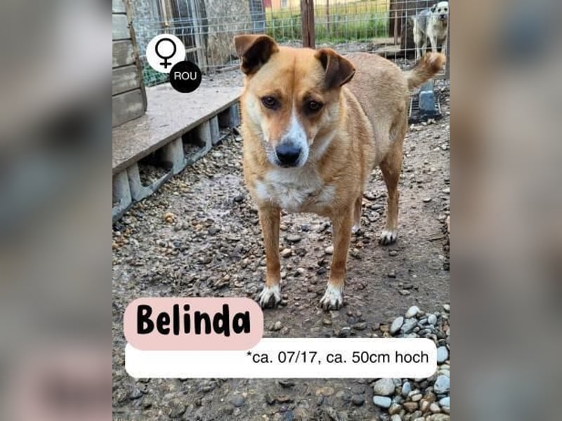 Schüchterne BELINDA