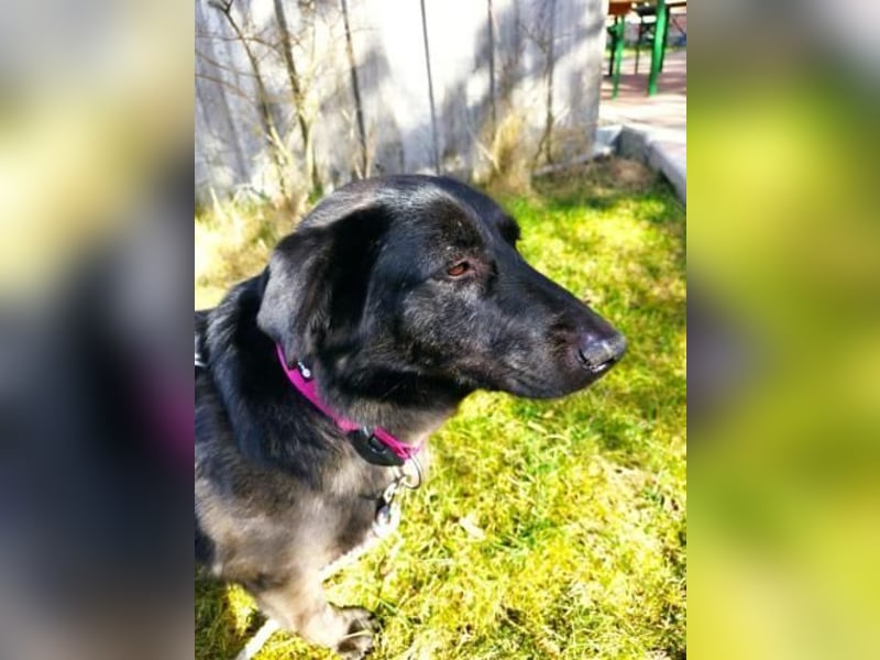 Sunny auf Pflegestelle