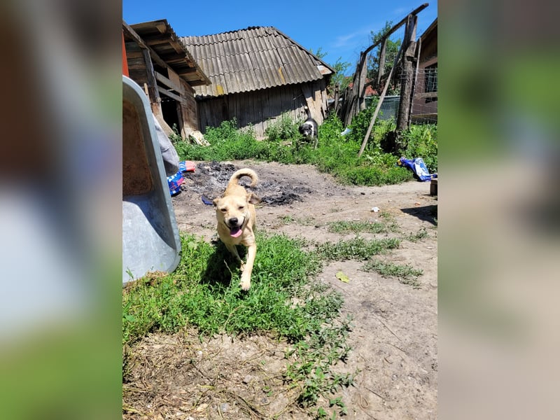 Anfängerhündin ENYA sucht ihr zu Hause
