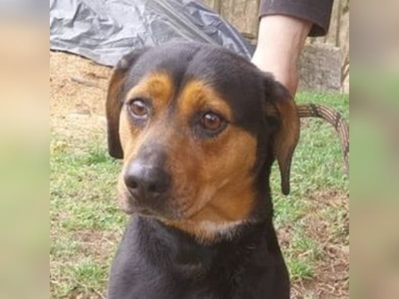 STELLA 2 sehnt sich nach ihren Menschen