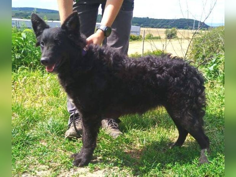 ALMA wurde im Stich gelassen