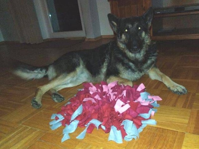 LIZA Collie-Schäferhund Mix