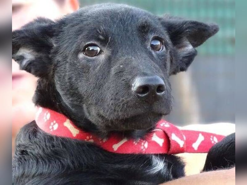 PETRA , kleines Hundekind