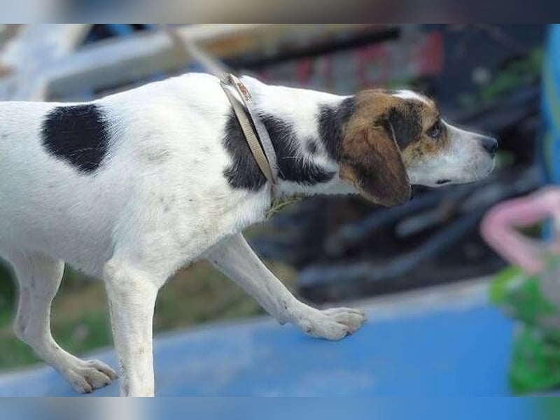 BESSIE fürchtet um ihr Leben