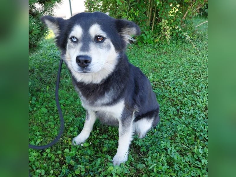 MILA Husky Mix
