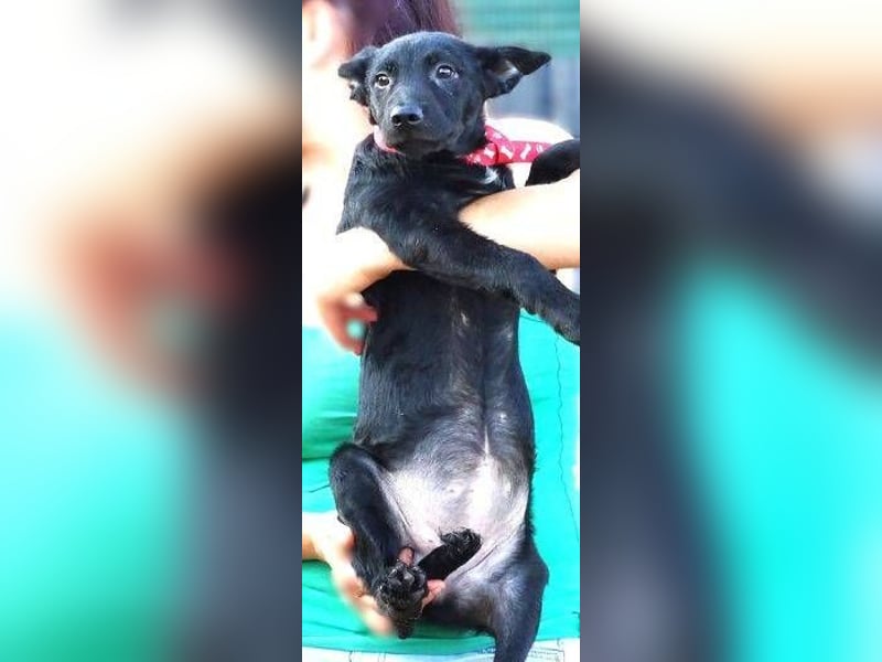 PETRA , kleines Hundekind