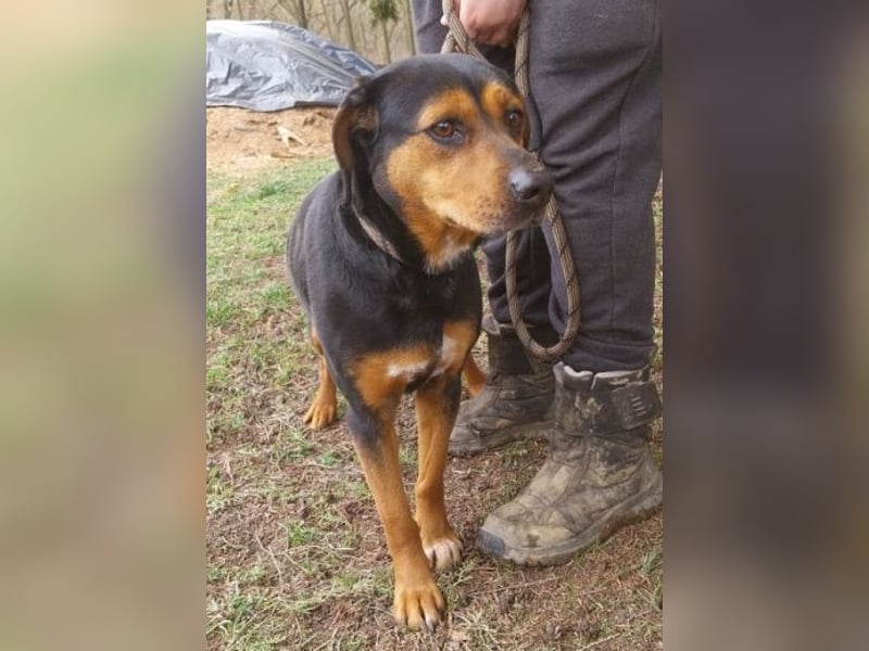 STELLA 2 sehnt sich nach ihren Menschen