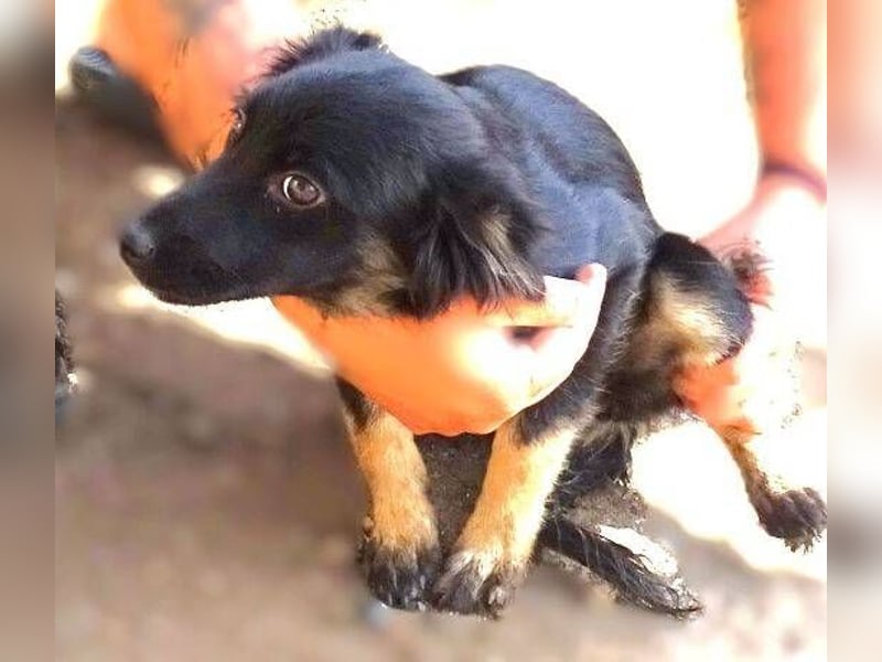 SHARA -Hundebaby in Not