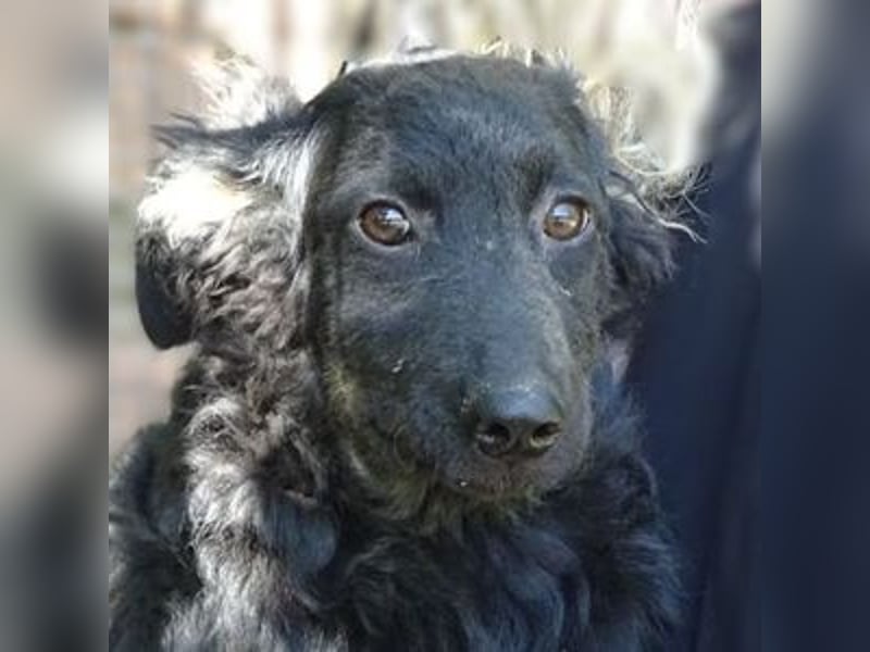 LARA Hundebaby in Lebensgefahr
