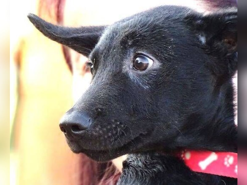 PETRA , kleines Hundekind