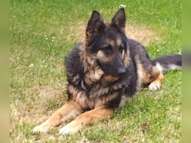 LIZA Collie-Schäferhund Mix