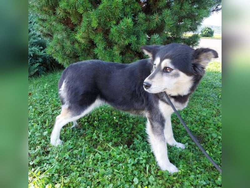 MILA Husky Mix