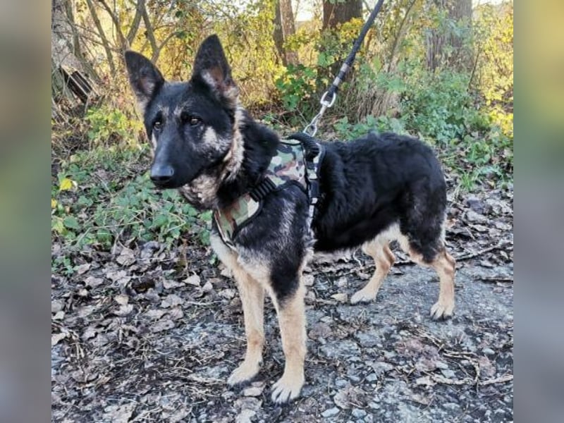 LIZA Collie-Schäferhund Mix