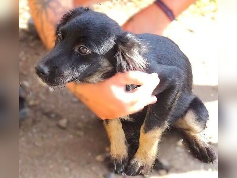SHARA -Hundebaby in Not