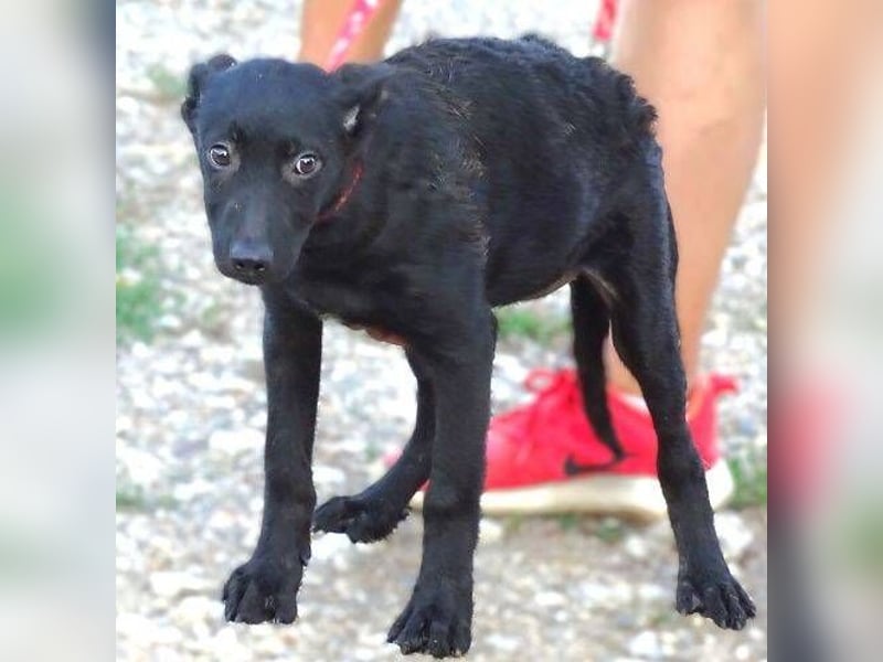 PETRA , kleines Hundekind
