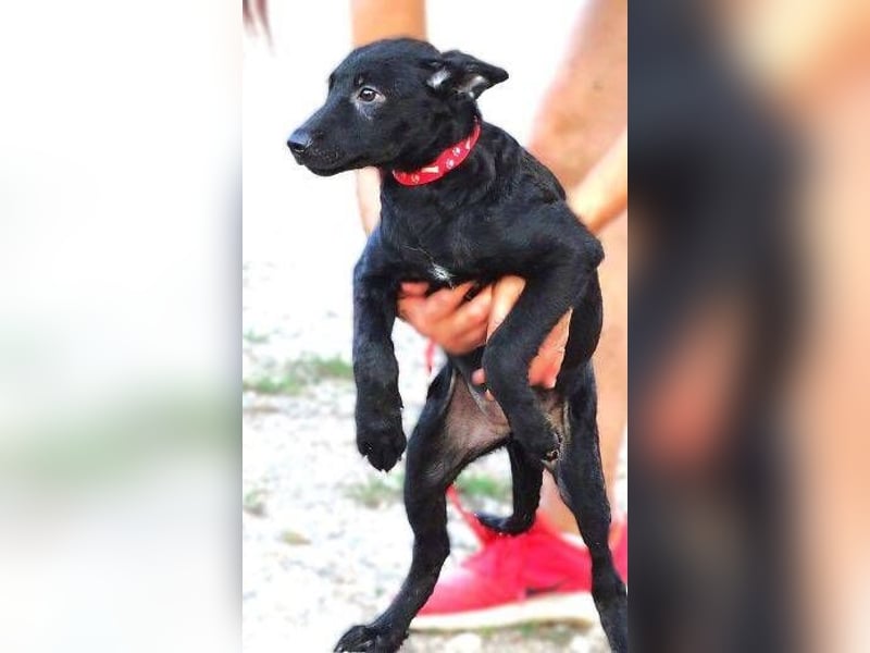 PETRA , kleines Hundekind