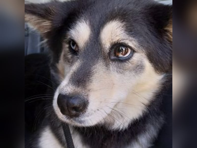 MILA Husky Mix
