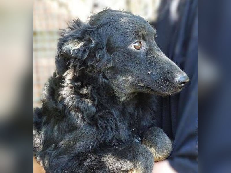 LARA Hundebaby in Lebensgefahr