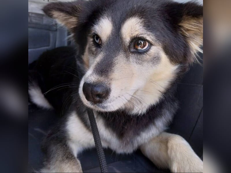 MILA Husky Mix