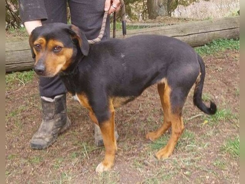 STELLA 2 sehnt sich nach ihren Menschen