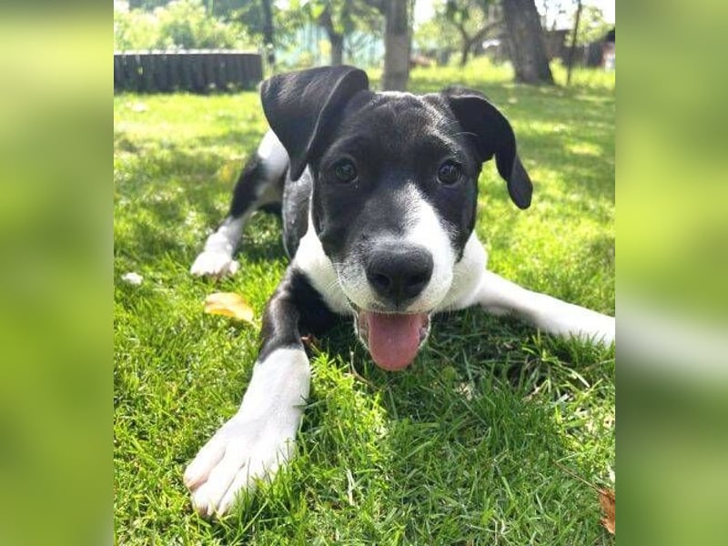 CARNELLA zuckersüßes Hundekind