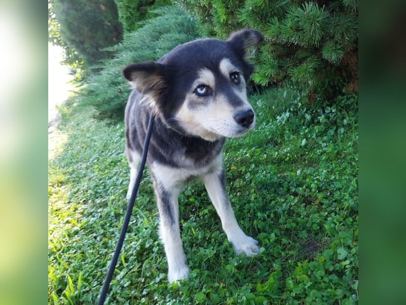MILA Husky Mix