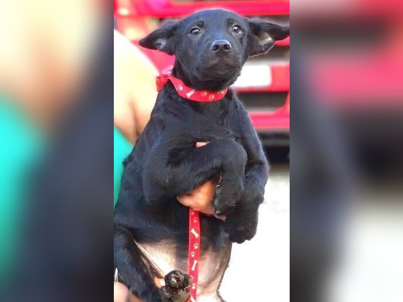 PETRA , kleines Hundekind