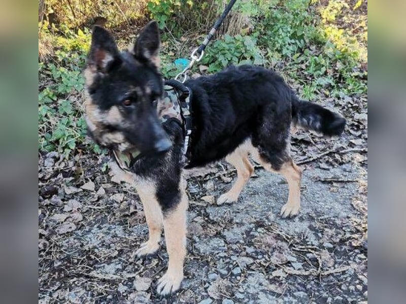 LIZA Collie-Schäferhund Mix