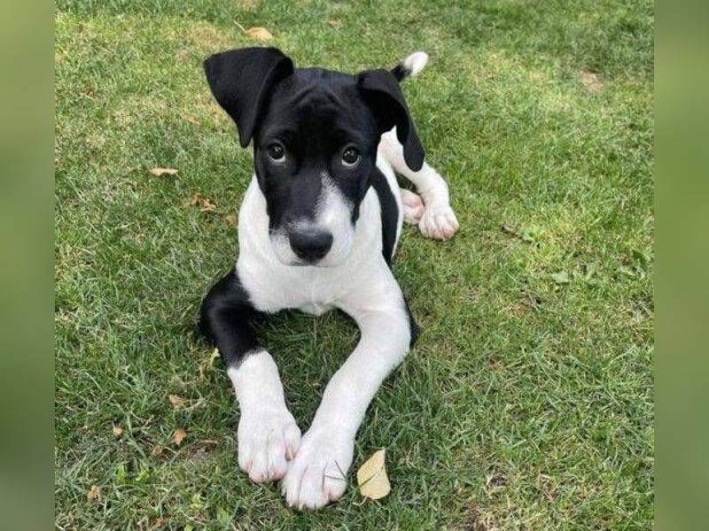 CARNELLA zuckersüßes Hundekind