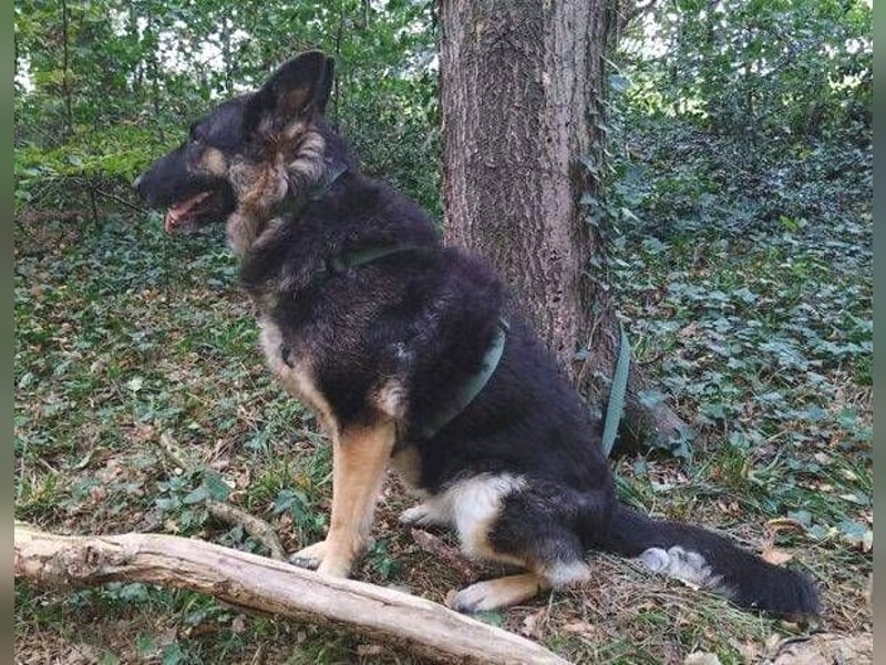 LIZA Collie-Schäferhund Mix