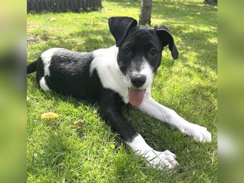 CARNELLA zuckersüßes Hundekind