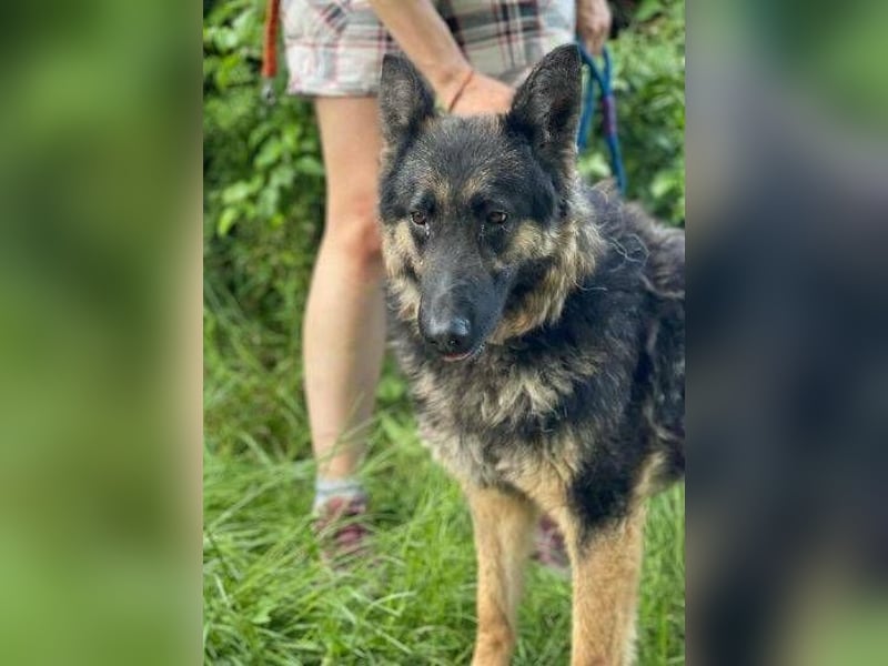 LIZA Collie-Schäferhund Mix