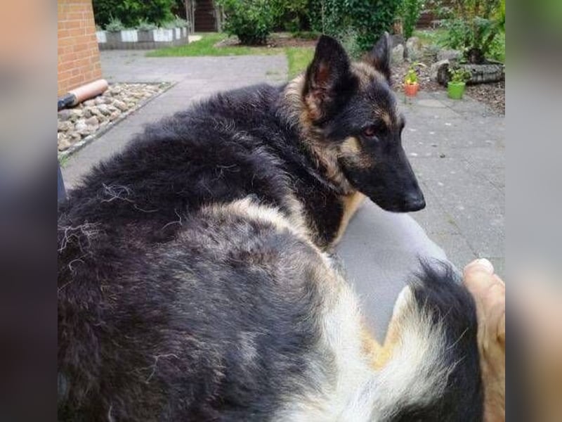 LIZA Collie-Schäferhund Mix