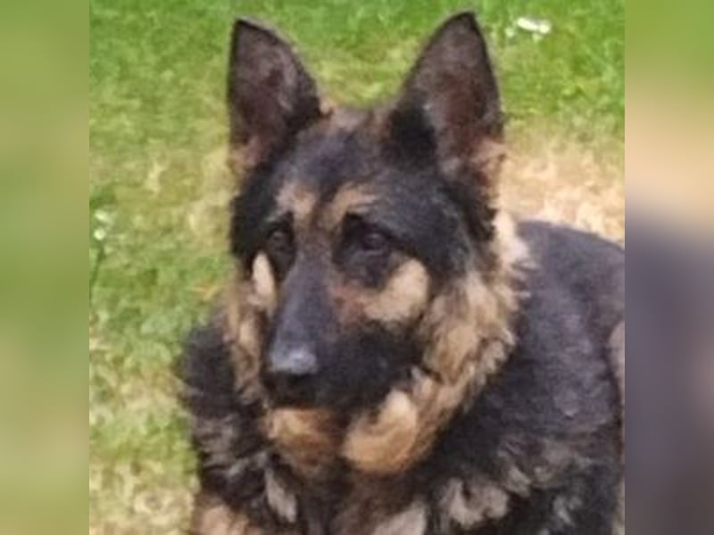 LIZA Collie-Schäferhund Mix