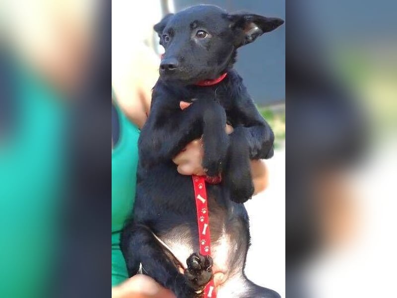 PETRA , kleines Hundekind