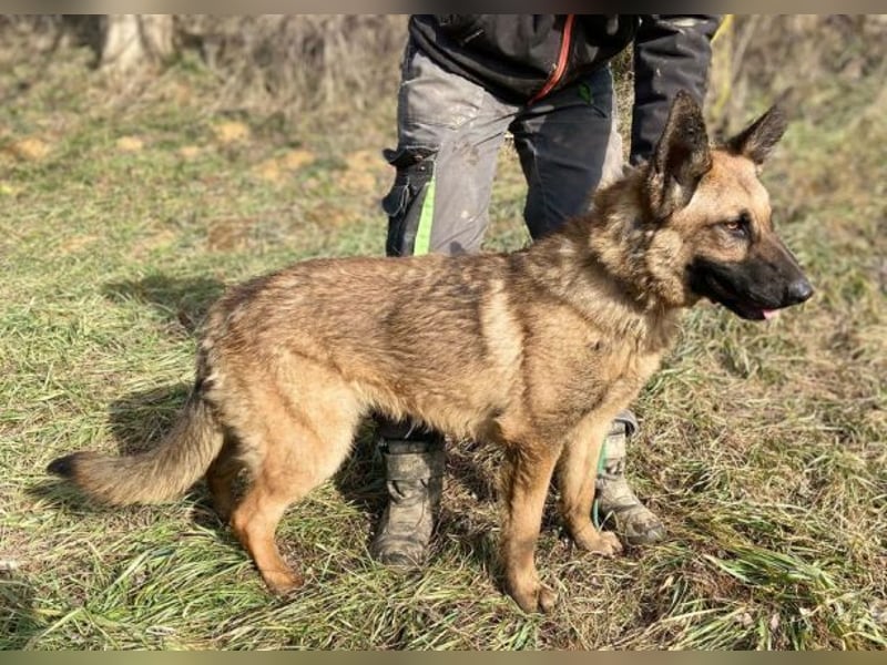 THEA 2 sucht ein warmes Körbchen