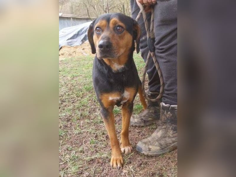 STELLA 2 sehnt sich nach ihren Menschen
